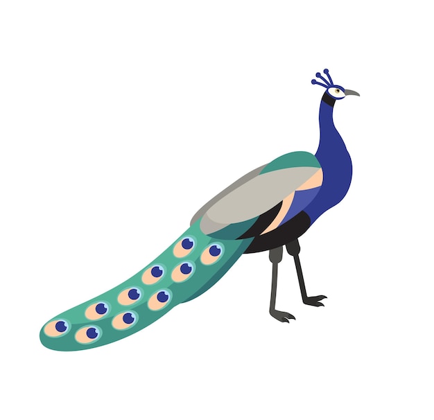 Pfau oder Pfau isoliert auf weiß on