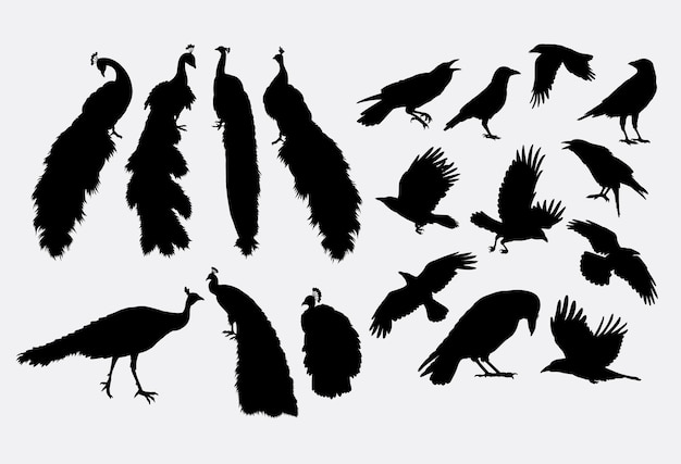 Pfau und krähe vogel tier silhouette