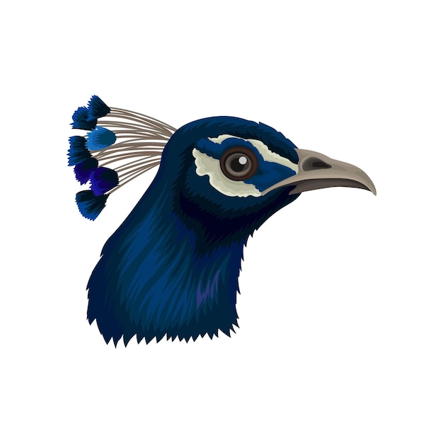 Vektor pfauenkopf mit kamm schöner wildvogel mit leuchtend blauen federn detailliertes flaches vektorelement für poster oder flyer des zooparks