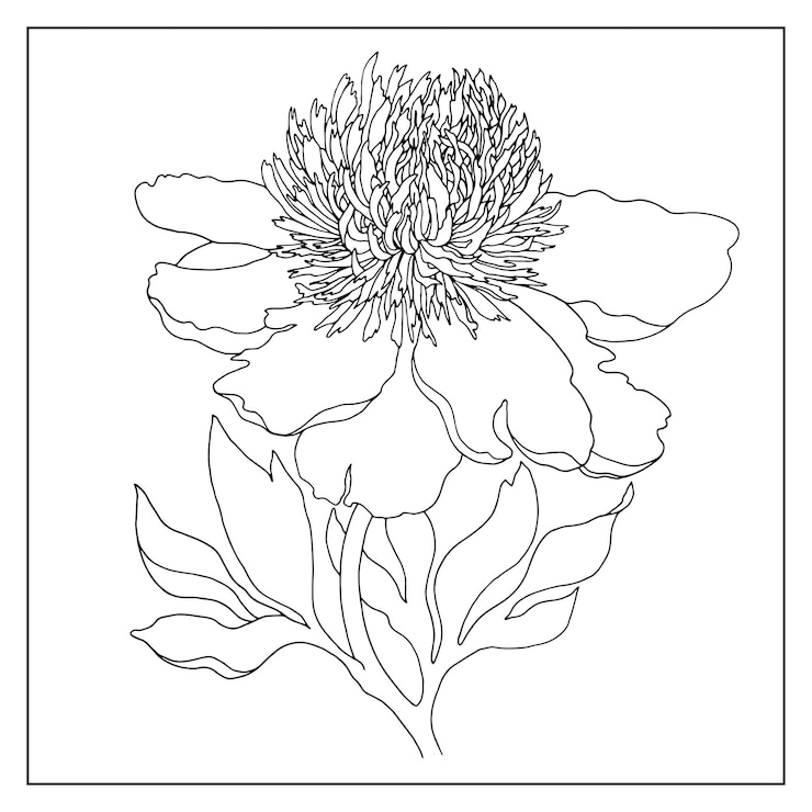 Vektor pfeonenblumen-zeichnung vektor-handgezeichneter umriss blumenillustration für malblätter