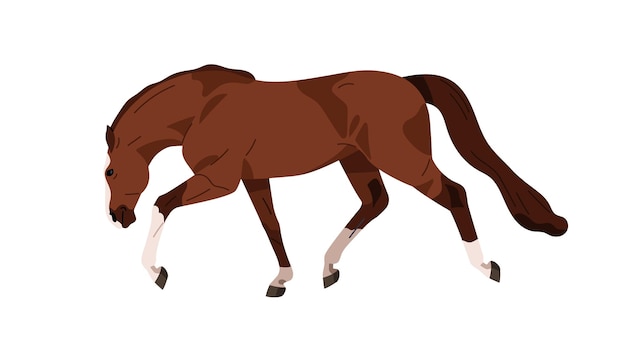 Pferd starker hengst läuft pferd profil seitenansicht bewegt sich schnell rennpferd brauner mustang pferde in aktionsbewegung mit kopf nach unten flache vektorillustration isoliert auf weißem hintergrund