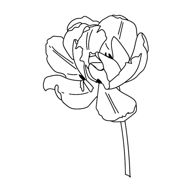 Pfingstrosenblume skizzierte Illustration.