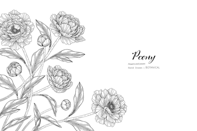 Vektor pfingstrosenblume und blatt handgezeichnete botanische illustration mit strichzeichnungen.