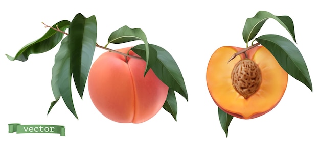 Pfirsichfrüchte und -blätter, botanische illustration. 3d realistische vektorobjekte