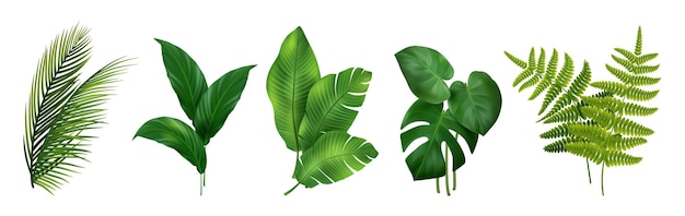 Pflanze der Tropen 3D-Blätter von Monstera Banane Farn und Palm Baum Zusammensetzung Grün exotisches Laub Bouquet Botanischer Garten Dekoration Element Vektor Dschungel tropische realistische Elemente