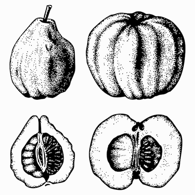 Pflanze pseudocydonia (chinesische quitte)