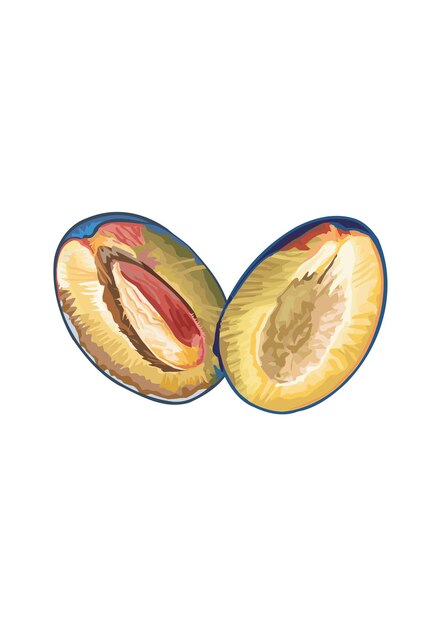 Vektor pflaumenfrucht köstliche früchte des sommers vektorillustration im flachen stil