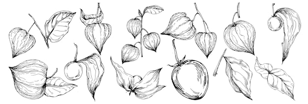 Physalis Isolierte botanische Blütenblätter Schwarz-weiß gravierte Skizzentintenkunst