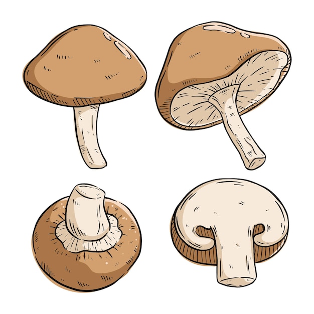 Pilz-set mit farbigem handzeichnungsstil