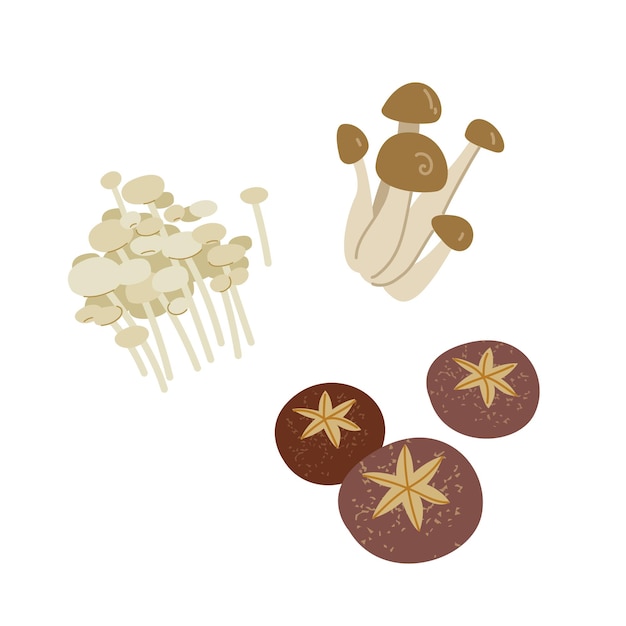 Pilze in der asiatischen Küche Eringi Enoki Shiitake Enokitake Kollektion Pilze für die Menügestaltung