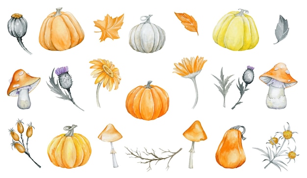 Pilze, Kürbisse, Pflanzen, Aquarell, Pflanzen, aber isolierter Hintergrund