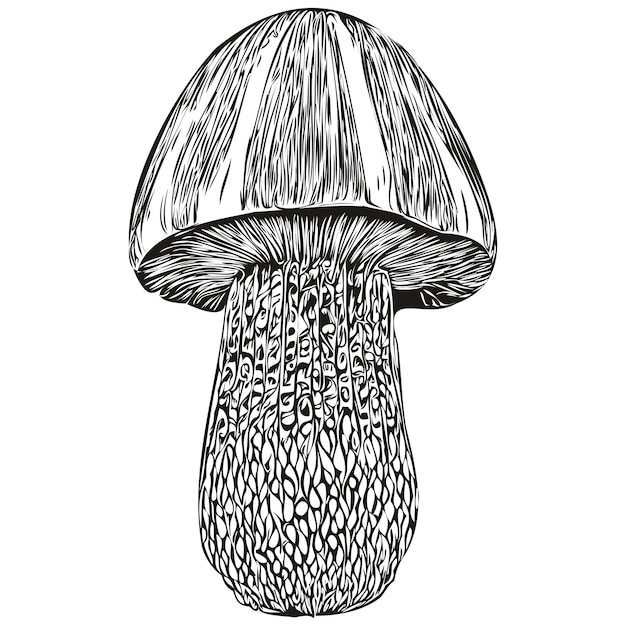 Pilze realistische Bleistiftzeichnung in Vektor-Line-Art-Illustration von schwarzen und weißen organischen Pilzen