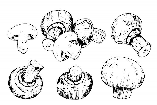 Pilzsammlung mit champignons im gravurstil