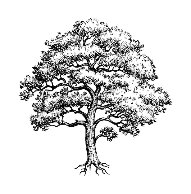 Vektor pinienbaum-tintenskizze handgezeichnete vektorillustration zeichnung im vintage-stil