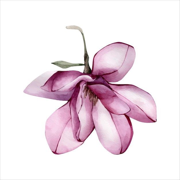 Pink Aquarell Magnolia Flower Illustration isoliert in einem weißen Hintergrund Aquarell mit Blumen