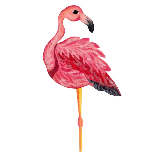 Vektor pinker flamingo aquarell-illustration isoliertes element