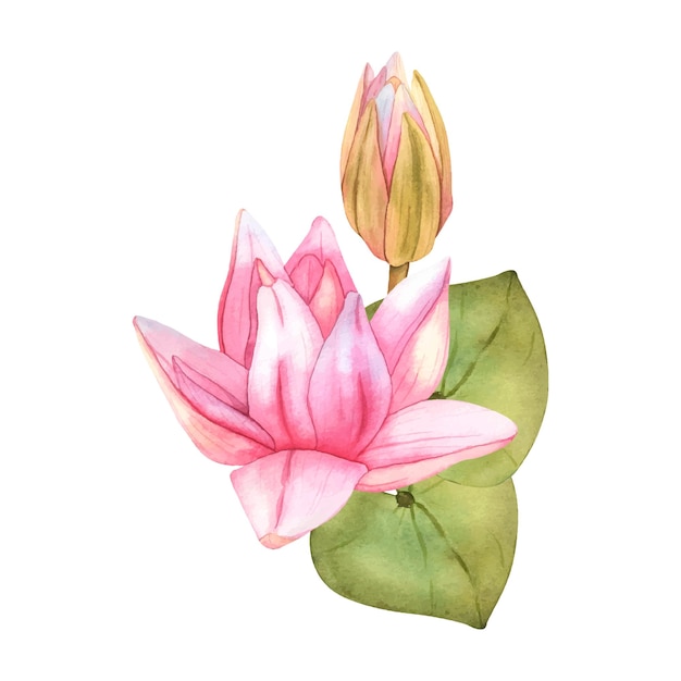 Pinker Lotusknopf und grüne Blätter Vektor Aquarell Illustration tropische Wasserlilie Handgezeichnete Blume