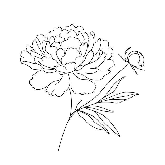 Pionen in einer Reihe auf weißem Hintergrund Botanikerblumen Flora ästhetische Blumen in einer Reihe
