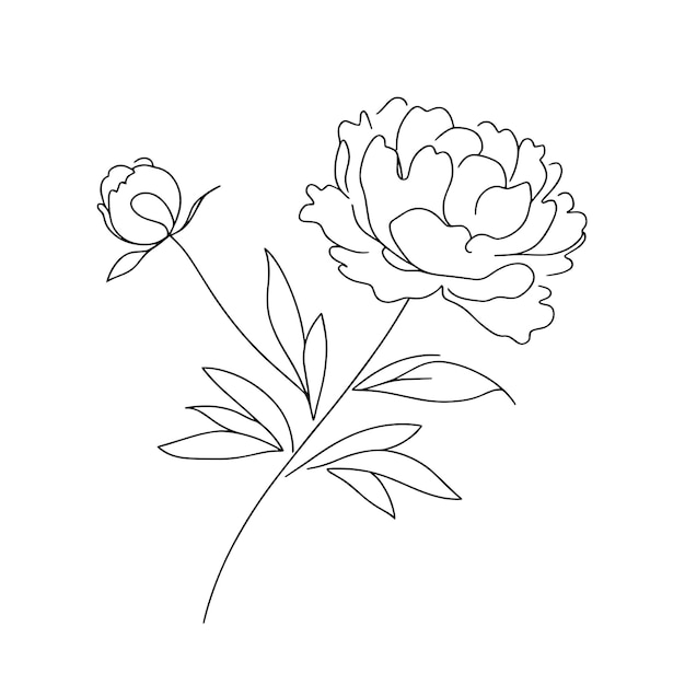 Pionen in einer Reihe auf weißem Hintergrund Botanikerblumen Flora ästhetische Blumen in einer Reihe