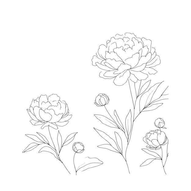 Pionen in einer Reihe auf weißem Hintergrund Botanikerblumen Flora ästhetische Blumen in einer Reihe