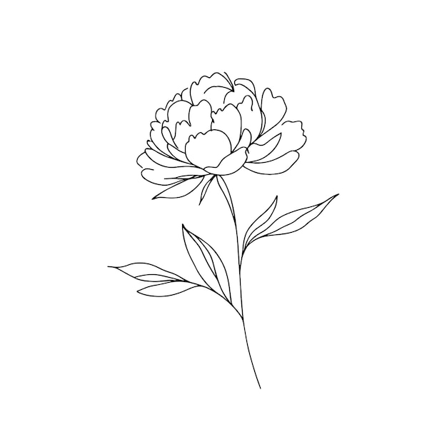 Pionen in einer Reihe auf weißem Hintergrund Botanikerblumen Flora ästhetische Blumen in einer Reihe