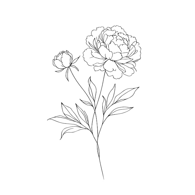 Pionen in einer Reihe auf weißem Hintergrund Botanikerblumen Flora ästhetische Blumen in einer Reihe