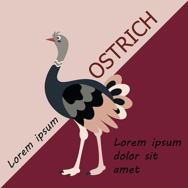 Vektor plakatbanner mit straußenvogel und text. plakatlayout-design. buchstaben