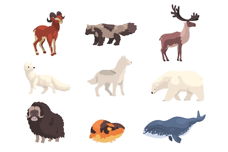 Vektor polartiere-satz bär musk ochse seepfeffel polarfuchs rentiere wildtiere vektor-illustration