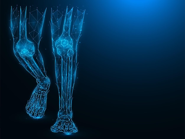 Polygonale Vektordarstellung menschlicher Beine Anatomische Struktur der Sprung- und Kniegelenke