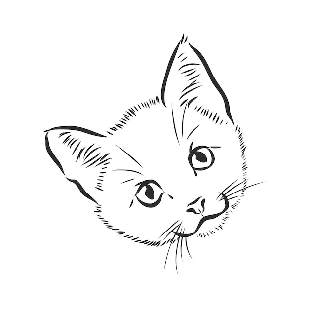Porträt einer katze hauskatze vektor-illustration einer skizze