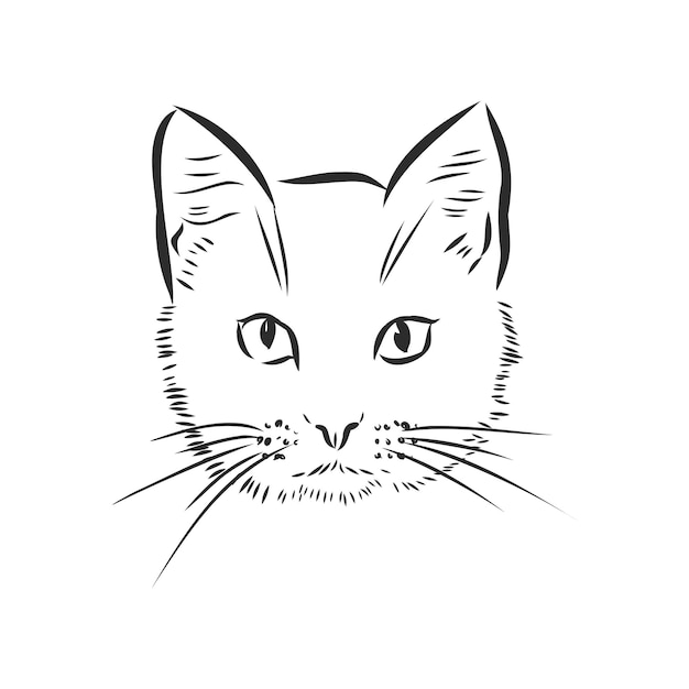 Vektor porträt einer katze hauskatze vektor-illustration einer skizze