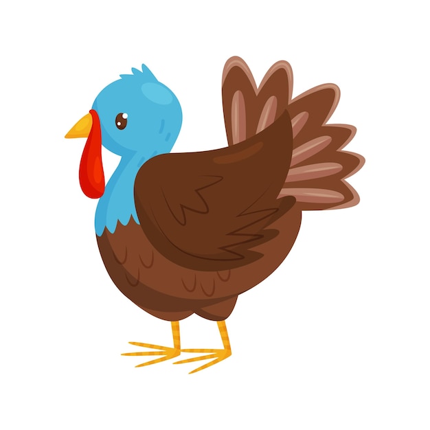 Porträt von Truthahn mit blauem Kopf und braunem Körper Bauernhofvogel mit rotem Wattle und üppigem Schwanz Geflügelzucht Haushühner Farbige Vektorillustration im flachen Stil isoliert auf weißem Hintergrund