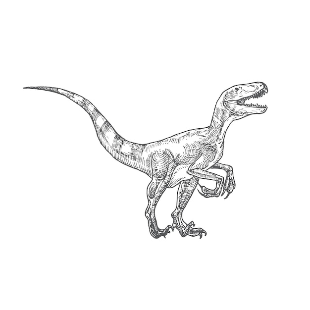 Prähistorische dinosaurier-doodle-vektor-illustration handgezeichnete velociraptor-reptilien-gravur-stil-zeichnung