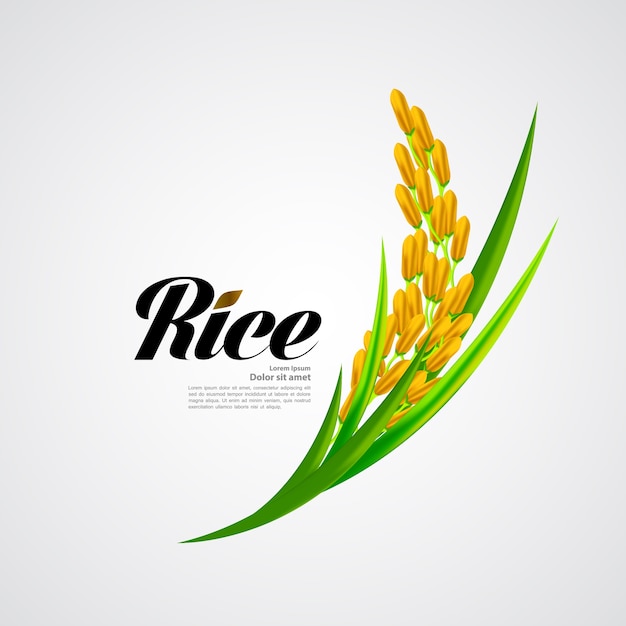 Premium rice tolles design.
