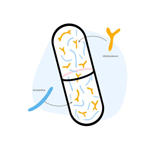 Probiotika. die häufigsten pathogenen und nützlichen bakterien. menschliche darmmikrobiota-vektorillustration