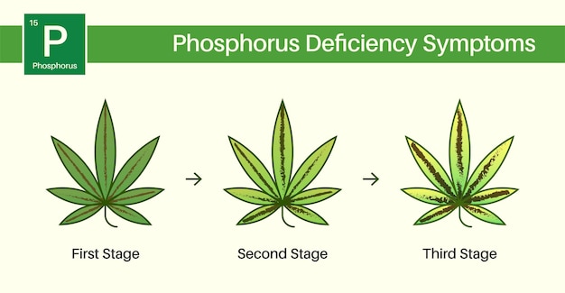 Vektor probleme beim anbau von medizinischem cannabis und pflanzentopfblätter krankheitsmangel überschuss drei 3 stufen