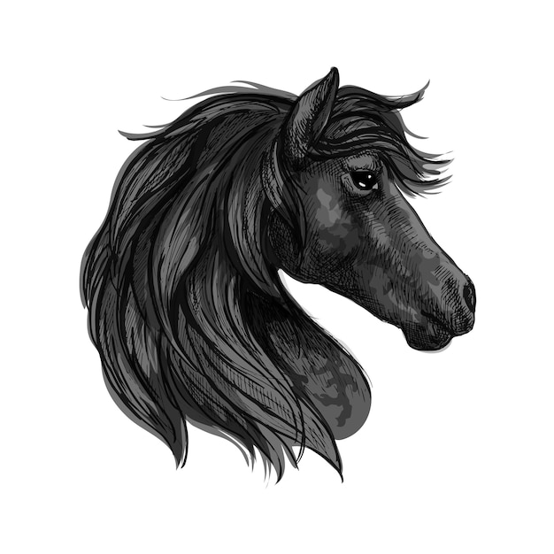 Profilporträt des schwarzen pferdekopfes