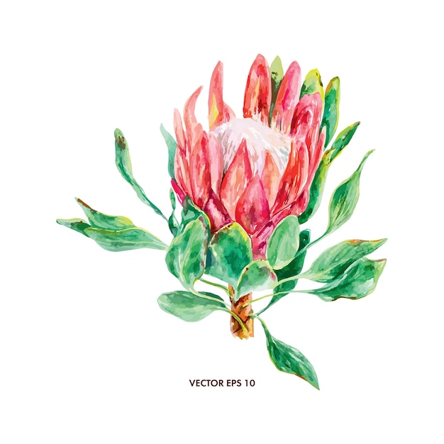 Protea aquarell blühende rosa blumen karten hochzeits einladungen banner abdeckungen etiketten plakate