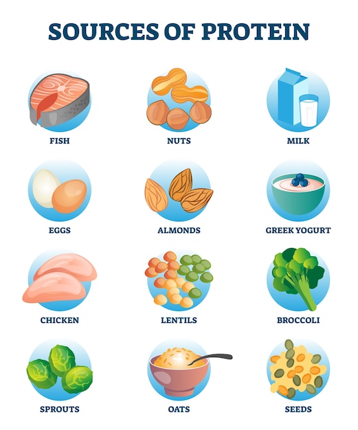 Vektor proteinquellen als sammlung gesunder und nährstoffreicher diätprodukte. essentielle mahlzeitzutatengruppe in gekennzeichneter bildungsliste. fleisch, geflügel, fisch, eier und milchprodukte als wichtige aminosäuren festgelegt