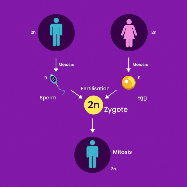 Prozess der menschlichen sexuellen fortpflanzung. medizinisches infografik-design. vektor-illustration.
