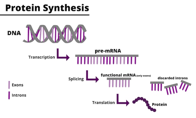 Vektor prozess der proteinsynthese. herstellung von proteinen aus dna. didaktische darstellung.