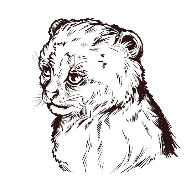 Puma baby, porträt der isolierten skizze des exotischen tieres. hand gezeichnete illustration.