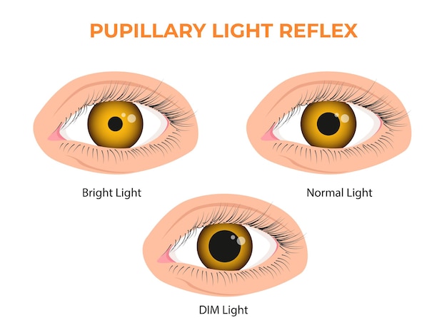 Vektor pupillenlichtreflex plr oder photopupillärer reflex