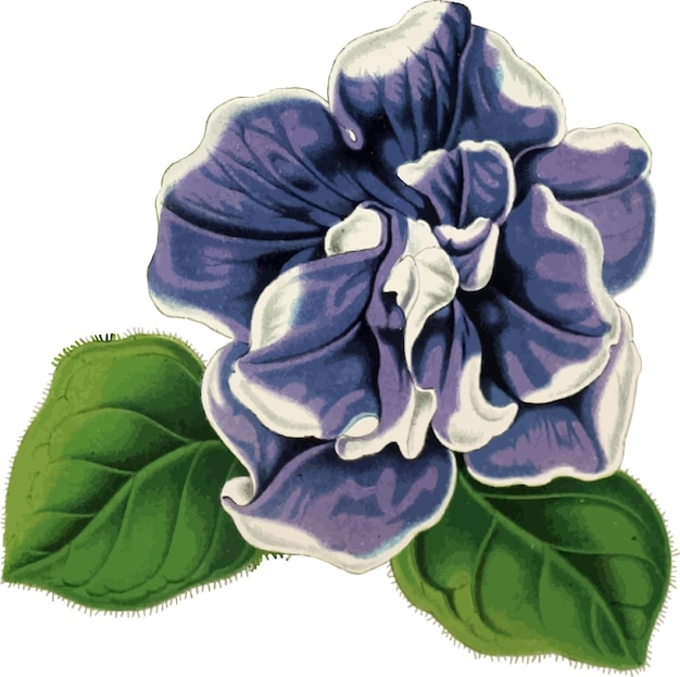 Vektor purpurrote petunienblume