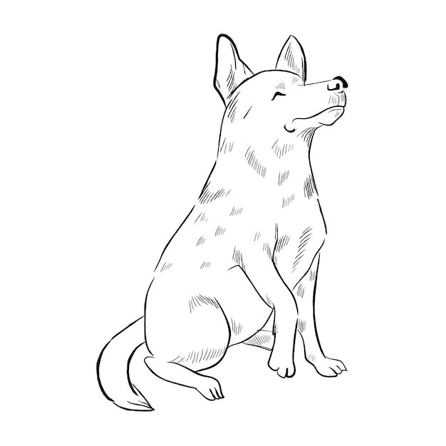 Queensland Heeler Hund isoliert auf weißem Hintergrund
