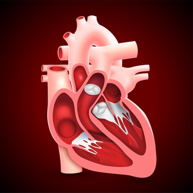 Querschnitt des menschlichen herzens mit darstellung der inneren herzklappen