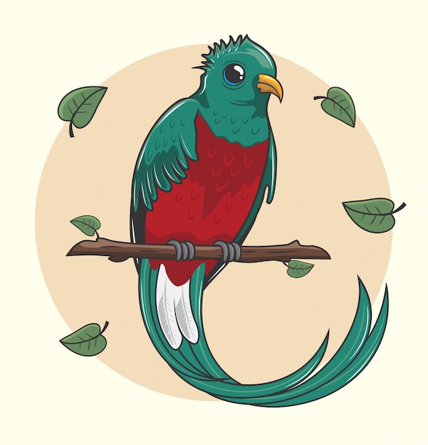 Quetzal bird cartoon cute