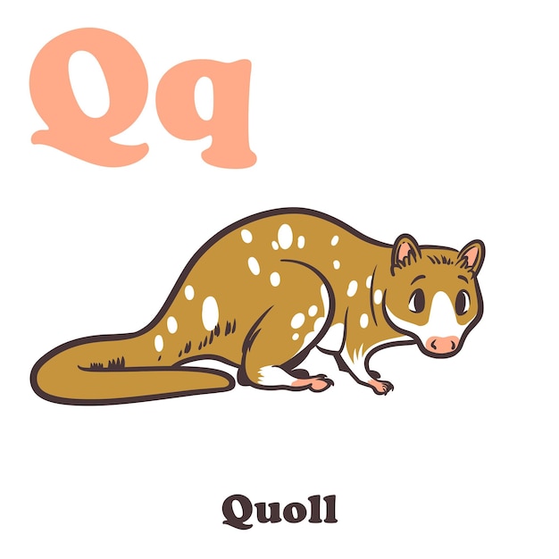 Vektor quoll-alphabet-cartoon-figur für kinder