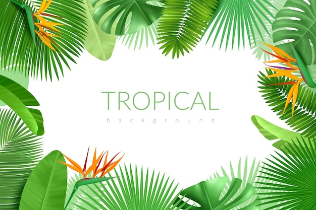 Rahmen aus tropischen blättern. realistische exotische sommerpflanzen, hawaiianischer palmenhintergrund, monstera-, bananen- und kakaogrünbanner. vektorplakat