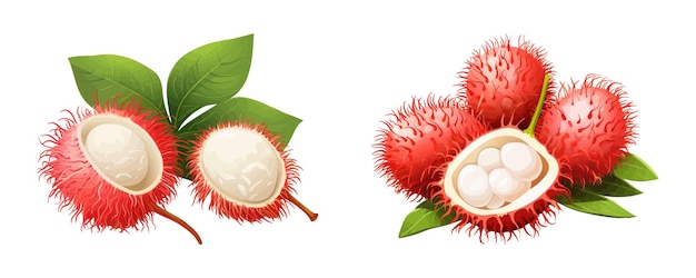 Vektor rambutan-frucht karikaturvektorillustration